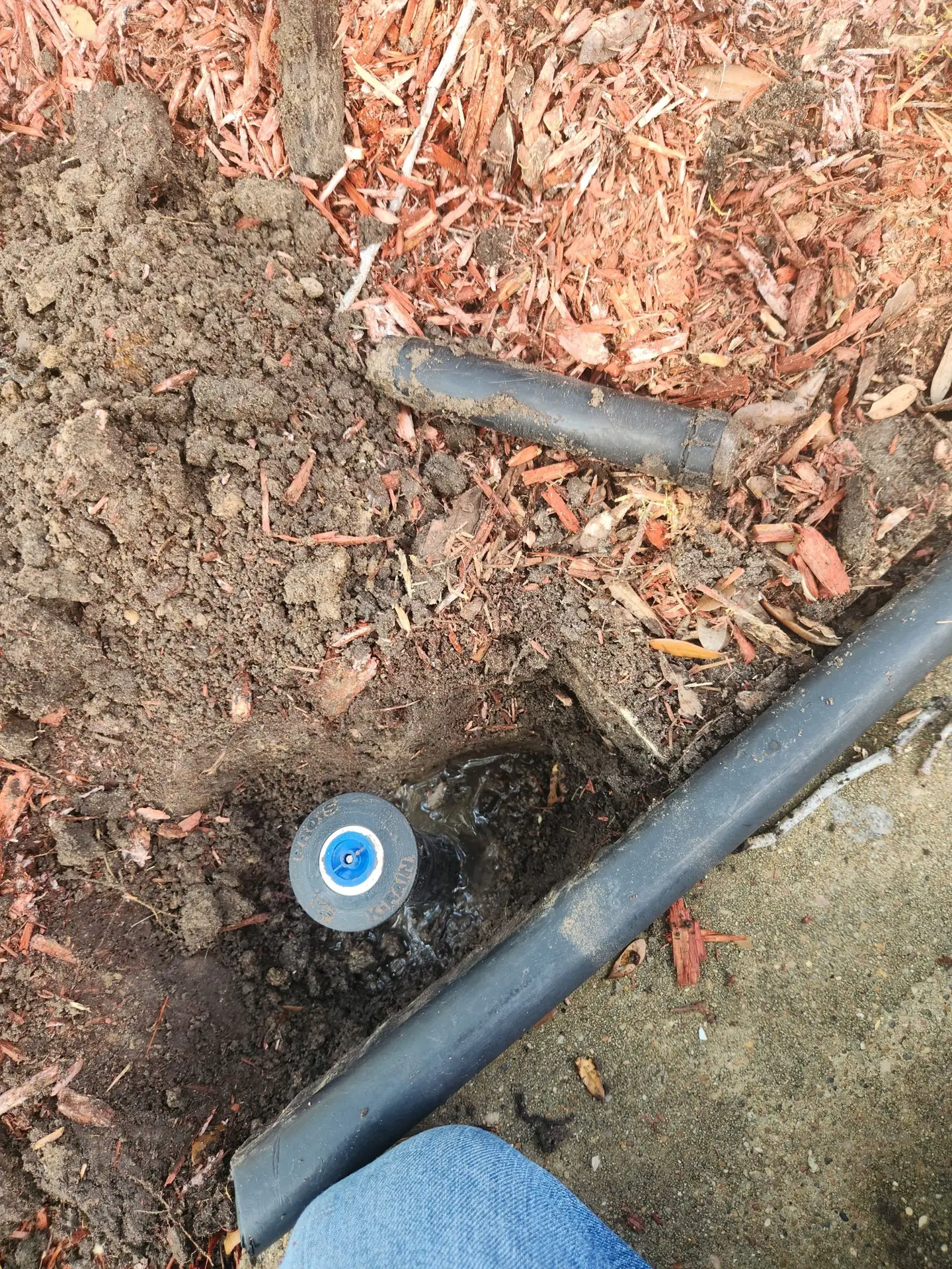Magnolia Irrigation repair
